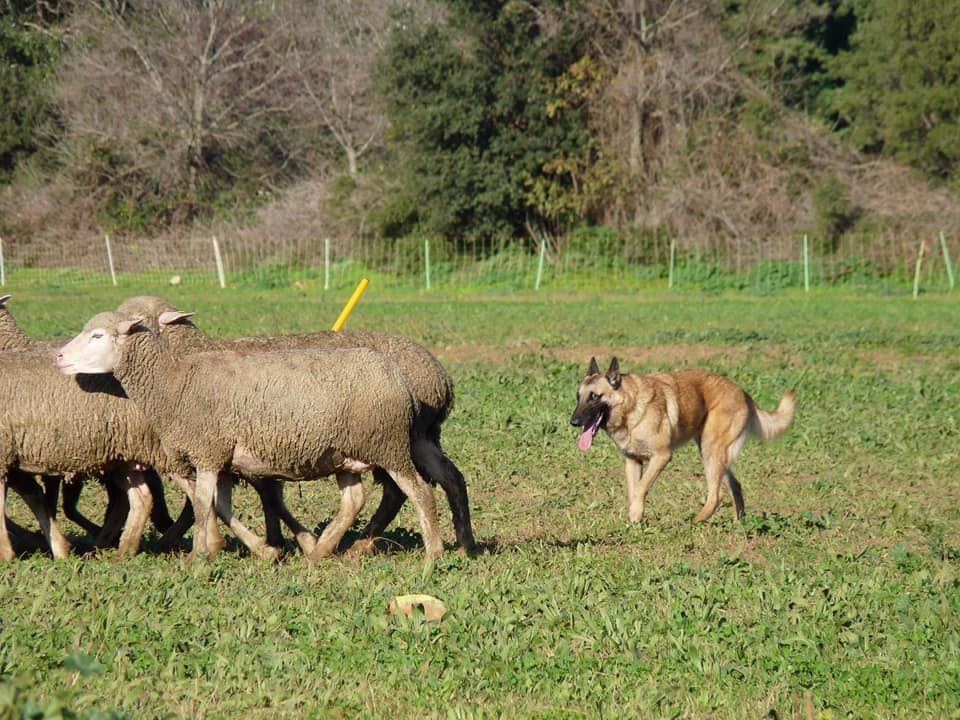 Minerve du Domaine de Vauroux