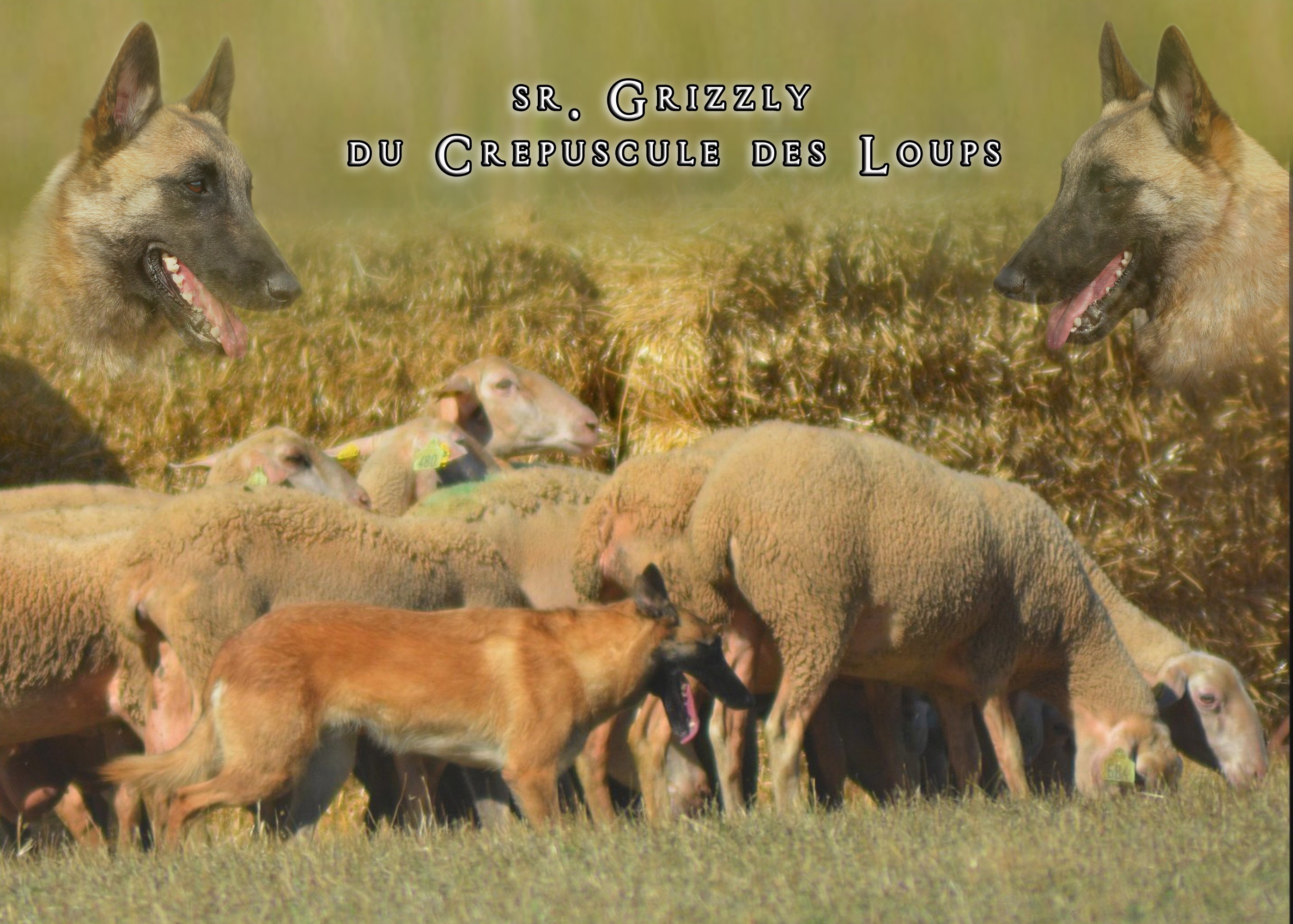 Grisbi dite grizzly du crépuscule des loups