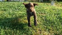 Odin