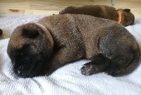 CHIOT