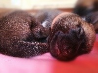 CHIOT