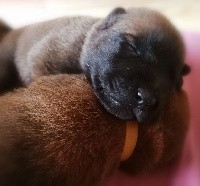 CHIOT